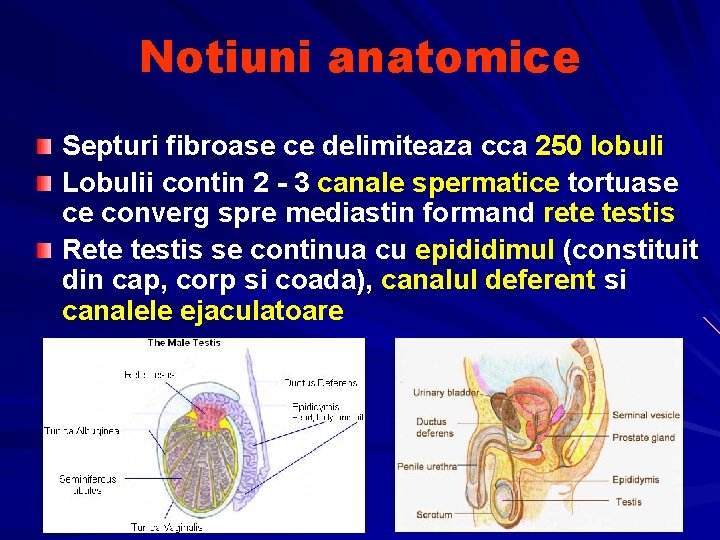 Notiuni anatomice Septuri fibroase ce delimiteaza cca 250 lobuli Lobulii contin 2 - 3