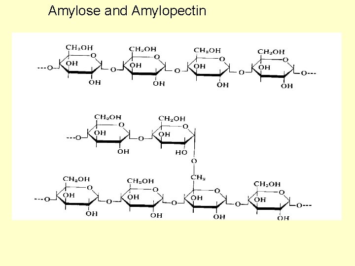 Amylose and Amylopectin Amylose and Amylopectin