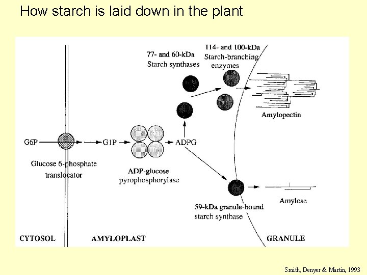How starch is laid down in the plant Smith, Denyer & Martin, 1993 How starch is laid down in the plant Smith, Denyer & Martin, 1993