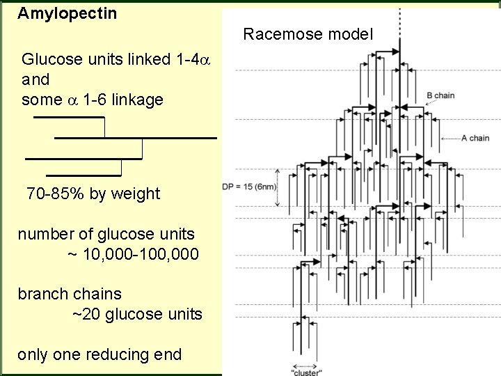 Amylopectin Racemose model Glucose units linked 1 -4 and some 1 -6 linkage 70 Amylopectin Racemose model Glucose units linked 1 -4 and some 1 -6 linkage 70