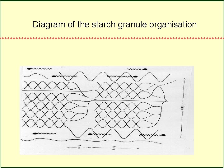 Diagram of the starch granule organisation Diagram of the starch granule organisation
