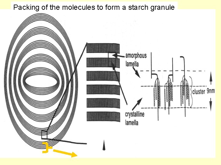 Packing of the molecules to form a starch granule Packing of the molecules to form a starch granule