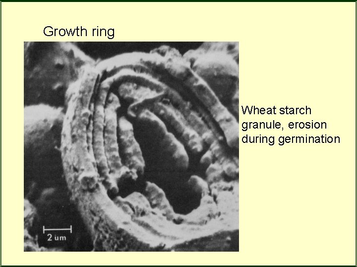 Growth ring Wheat starch granule, erosion during germination Growth ring Wheat starch granule, erosion during germination