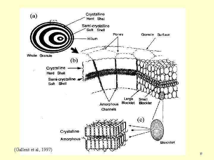 (Gallent et al, 1997) 25 (Gallent et al, 1997) 25