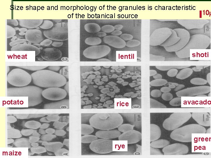 Size shape and morphology of the granules is characteristic 10 m of the botanical Size shape and morphology of the granules is characteristic 10 m of the botanical