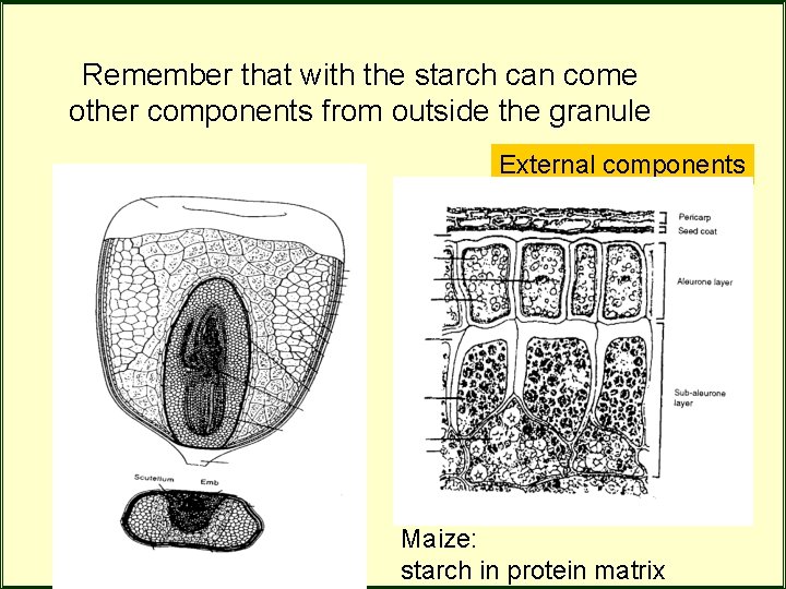 Remember that with the starch can come other components from outside the granule External Remember that with the starch can come other components from outside the granule External