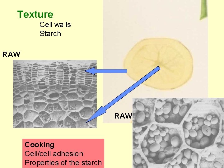 Texture Cell walls Starch RAW Cooking Cell/cell adhesion Properties of the starch Texture Cell walls Starch RAW Cooking Cell/cell adhesion Properties of the starch