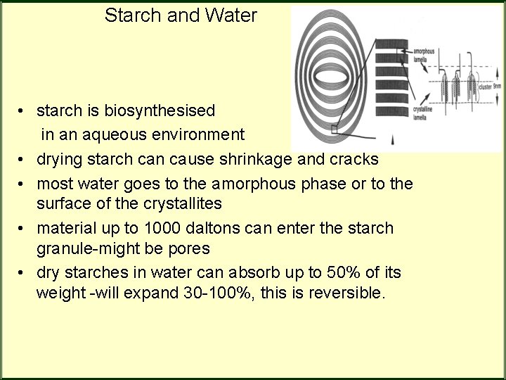 Starch and Water • starch is biosynthesised in an aqueous environment • drying starch Starch and Water • starch is biosynthesised in an aqueous environment • drying starch