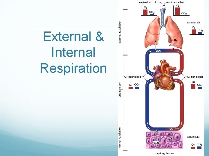 External & Internal Respiration 