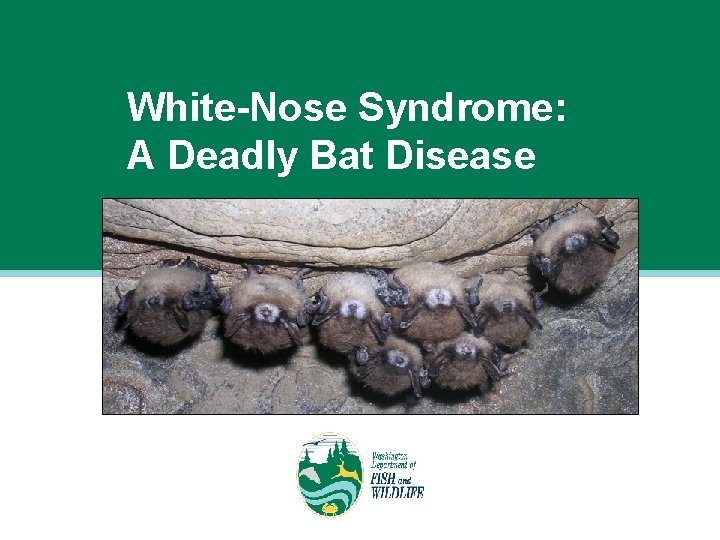 White-Nose Syndrome: A Deadly Bat Disease 