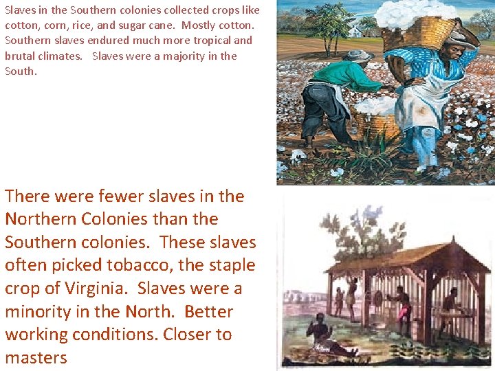 Slaves in the Southern colonies collected crops like cotton, corn, rice, and sugar cane.