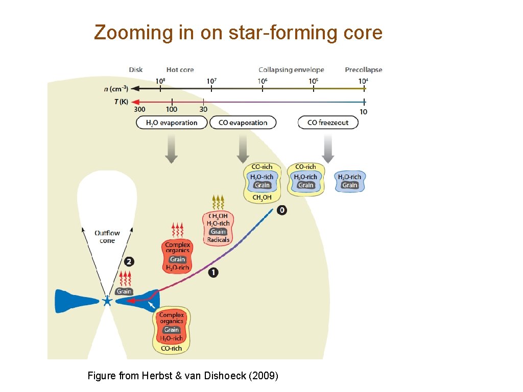 Zooming in on star-forming core Figure from Herbst & van Dishoeck (2009) 