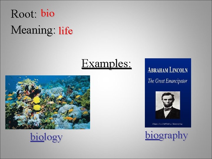 Root: bio Meaning: life Examples: biology biography 
