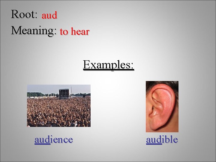 Root: aud Meaning: to hear Examples: audience audible 