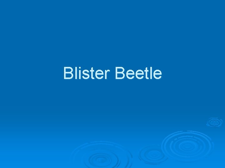 Blister Beetle 