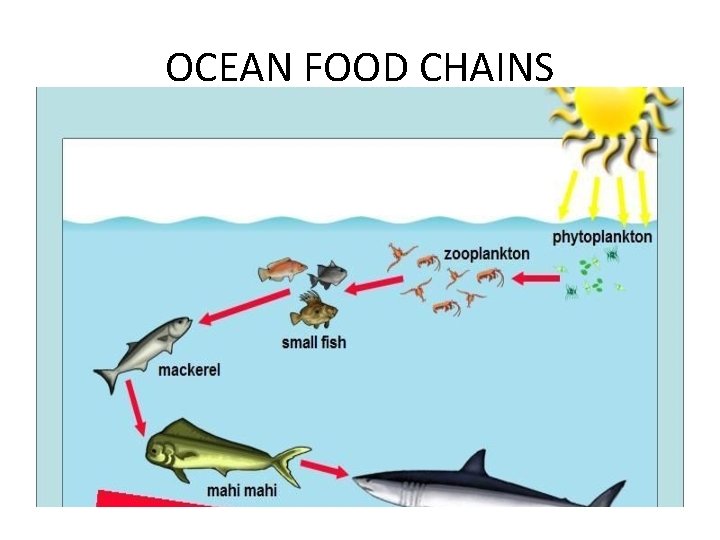 OCEAN FOOD CHAINS 