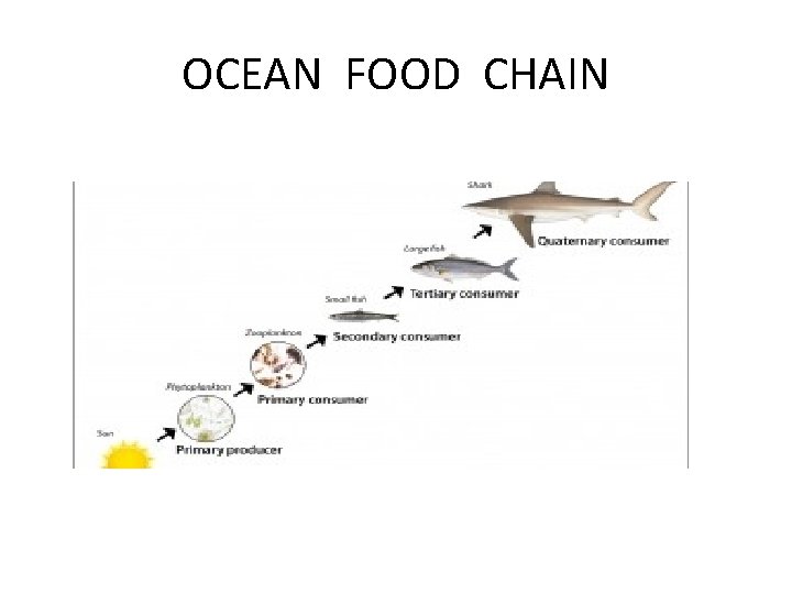 OCEAN FOOD CHAIN 