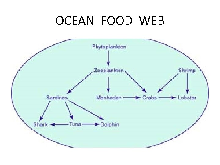 OCEAN FOOD WEB 