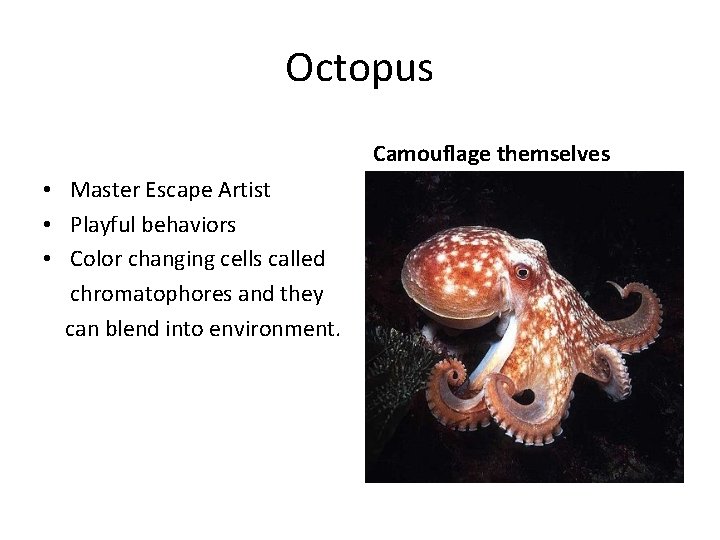 Octopus Camouflage themselves • Master Escape Artist • Playful behaviors • Color changing cells