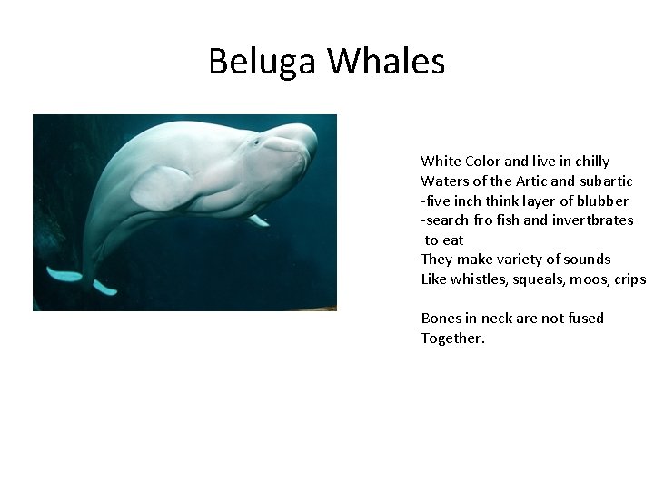 Beluga Whales White Color and live in chilly Waters of the Artic and subartic