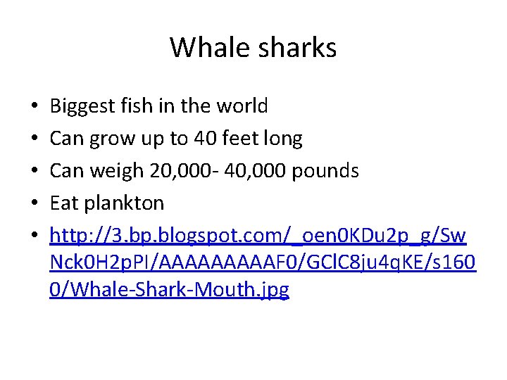 Whale sharks • • • Biggest fish in the world Can grow up to