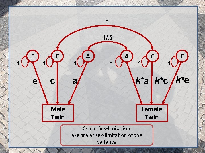 1 1/. 5 1 E e C 1 c Male Twin 1 a A