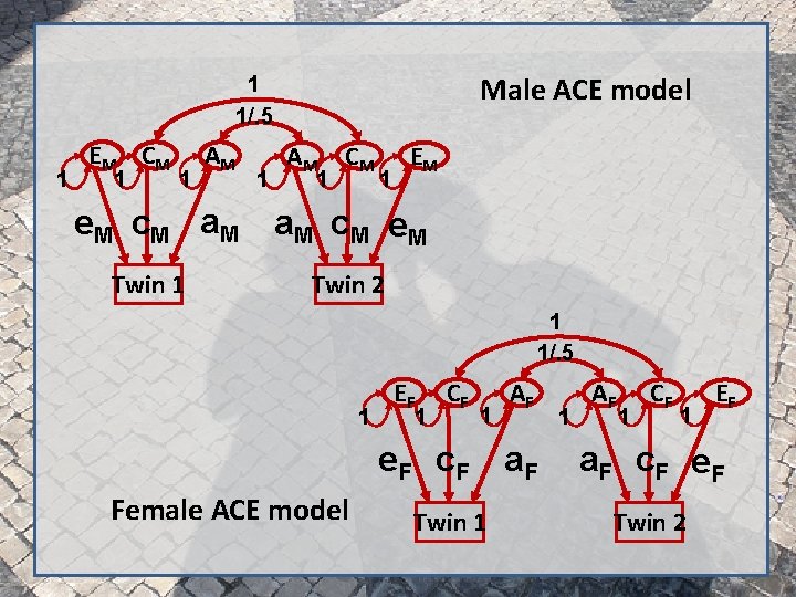 Male ACE model 1 1/. 5 1 E M CM 1 1 AM e.