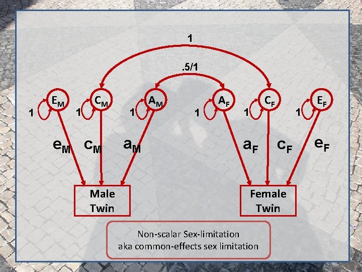 1. 5/1 1 EM 1 CM e. M c. M Male Twin 1 a.