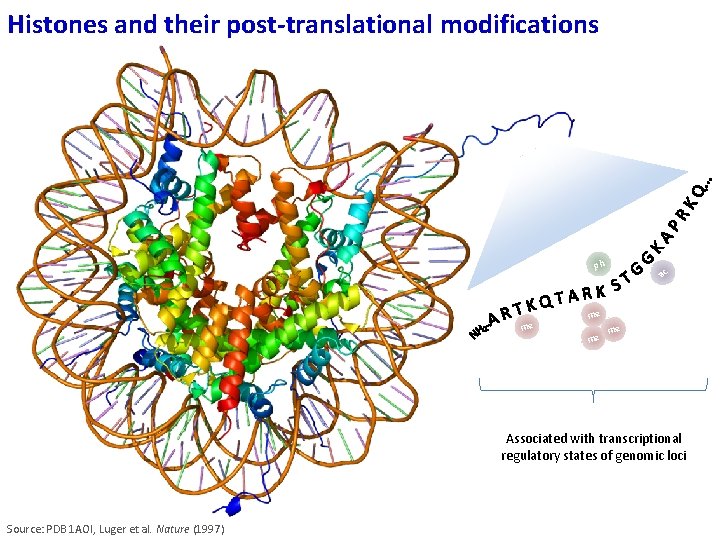 Histones and their post-translational modifications ac ph me me Associated with transcriptional regulatory states Histones and their post-translational modifications ac ph me me Associated with transcriptional regulatory states