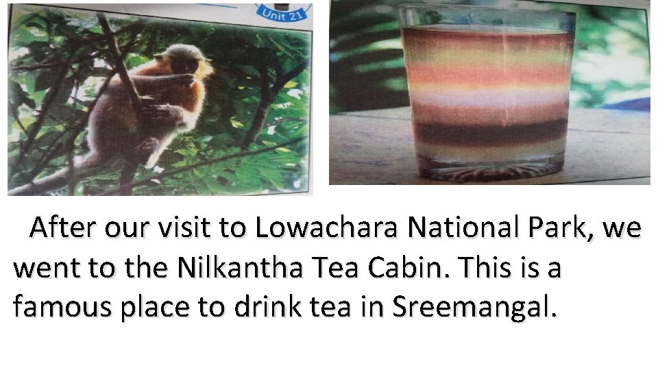 After our visit to Lowachara National Park, we went to the Nilkantha Tea Cabin.