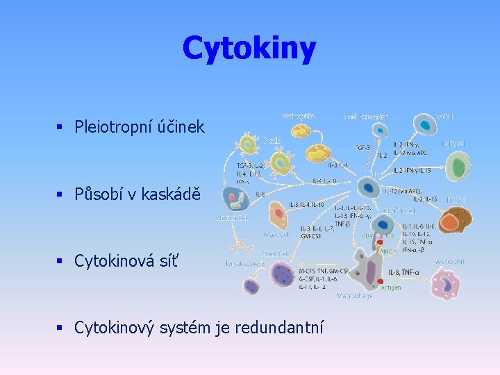 Cytokiny § Pleiotropní účinek § Působí v kaskádě § Cytokinová síť § Cytokinový systém