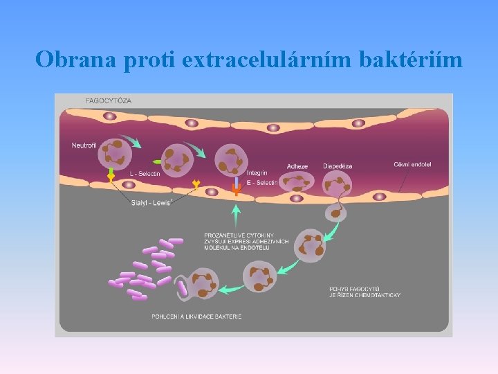 Obrana proti extracelulárním baktériím 