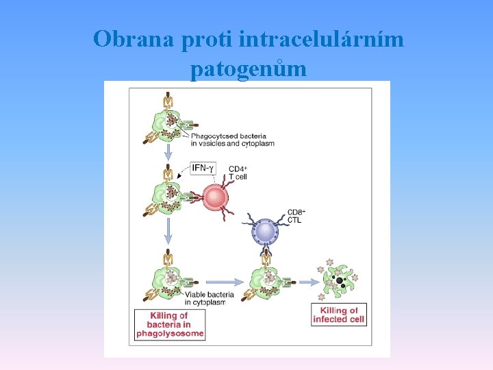 Obrana proti intracelulárním patogenům 