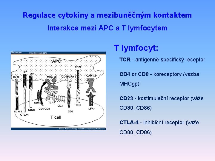 Regulace cytokiny a mezibuněčným kontaktem Interakce mezi APC a T lymfocytem T lymfocyt: TCR