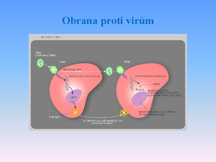 Obrana proti virům 