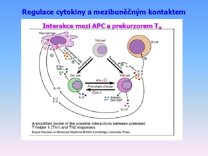 Regulace cytokiny a mezibuněčným kontaktem 