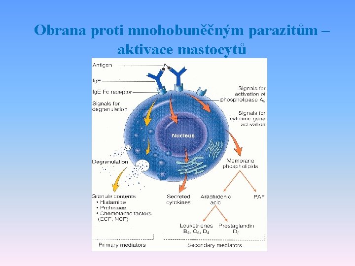 Obrana proti mnohobuněčným parazitům – aktivace mastocytů 