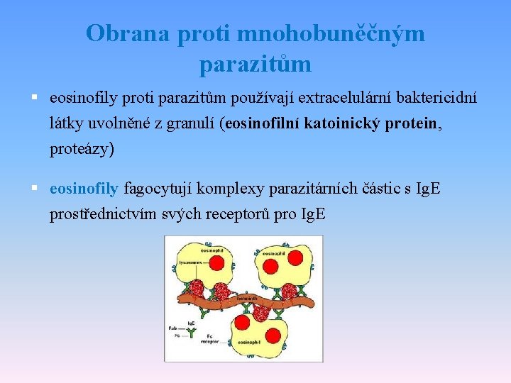 Obrana proti mnohobuněčným parazitům § eosinofily proti parazitům používají extracelulární baktericidní látky uvolněné z