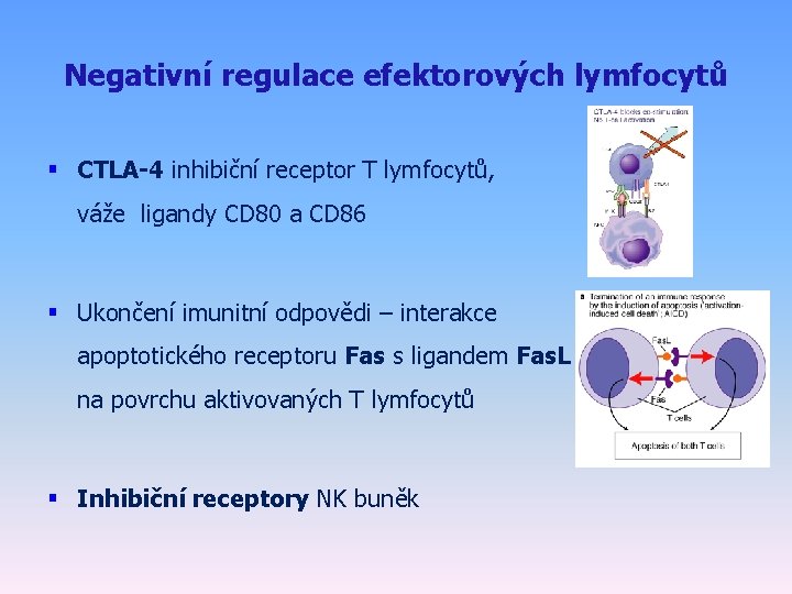 Negativní regulace efektorových lymfocytů § CTLA-4 inhibiční receptor T lymfocytů, váže ligandy CD 80