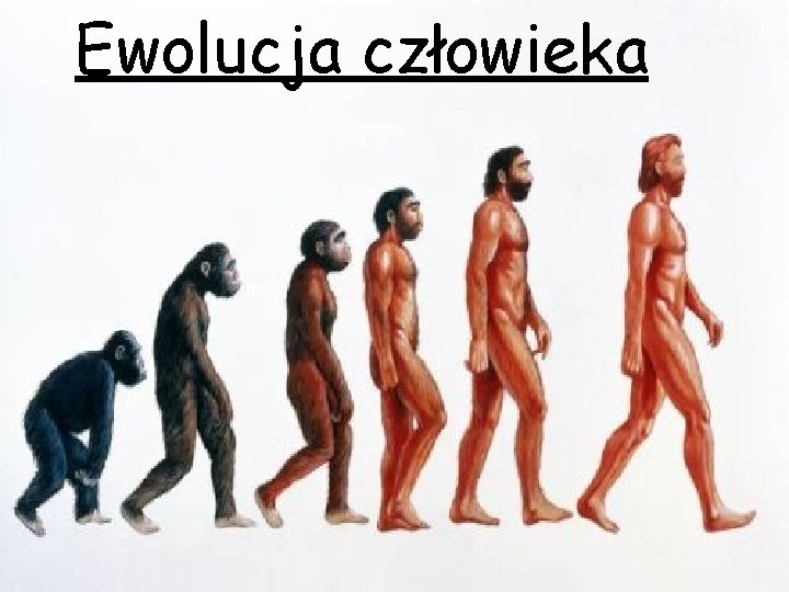 Ewolucja człowieka 