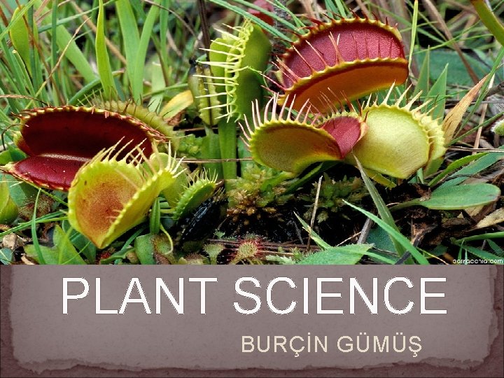 PLANT SCIENCE BURÇİN GÜMÜŞ 