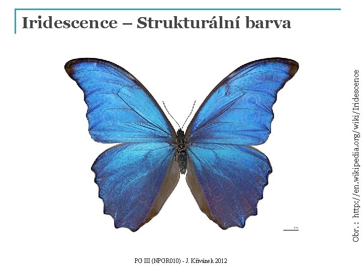 Obr. : http: //en. wikipedia. org/wiki/Iridescence – Strukturální barva PG III (NPGR 010) -