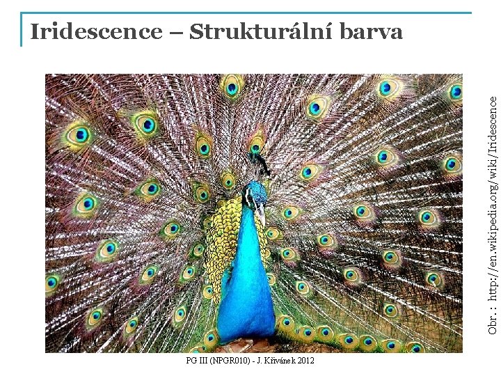 Obr. : http: //en. wikipedia. org/wiki/Iridescence – Strukturální barva PG III (NPGR 010) -