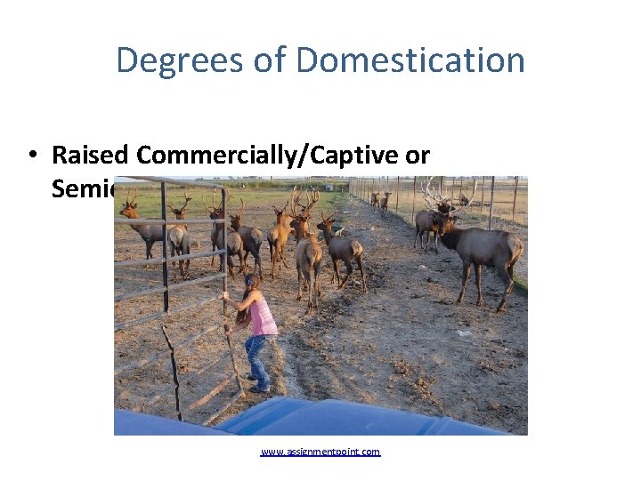 Degrees of Domestication • Raised Commercially/Captive or Semidomesticated www. assignmentpoint. com 