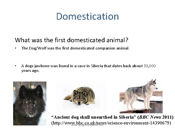 Domestication What was the first domesticated animal? • The Dog/Wolf was the first domesticated