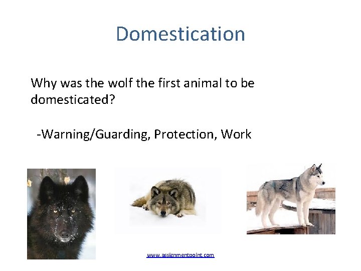 Domestication Why was the wolf the first animal to be domesticated? -Warning/Guarding, Protection, Work