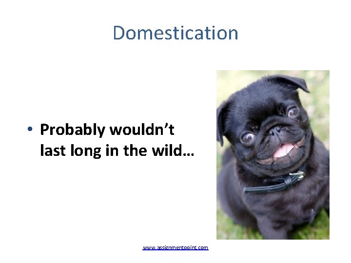 Domestication • Probably wouldn’t last long in the wild… www. assignmentpoint. com 