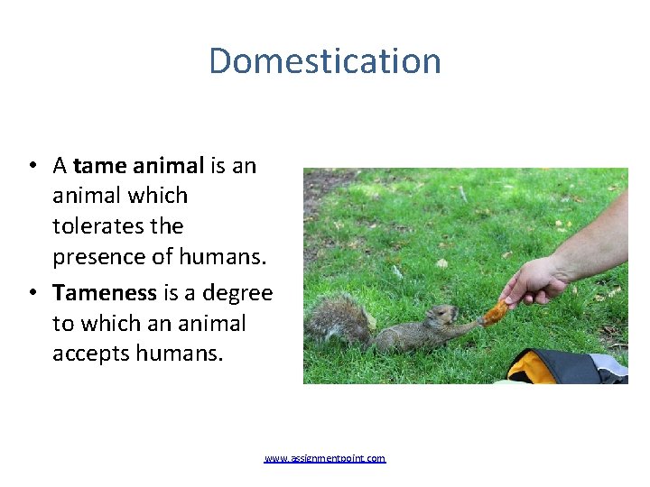 Domestication • A tame animal is an animal which tolerates the presence of humans.
