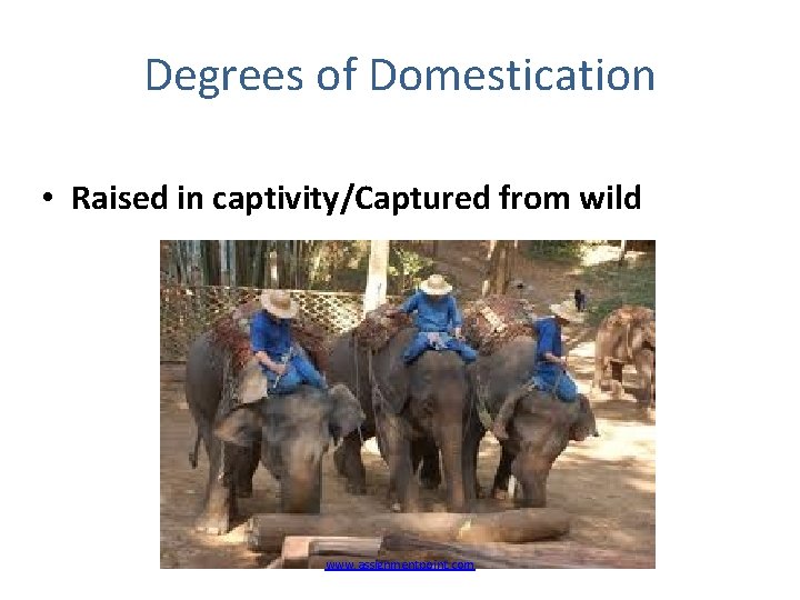 Degrees of Domestication • Raised in captivity/Captured from wild www. assignmentpoint. com 