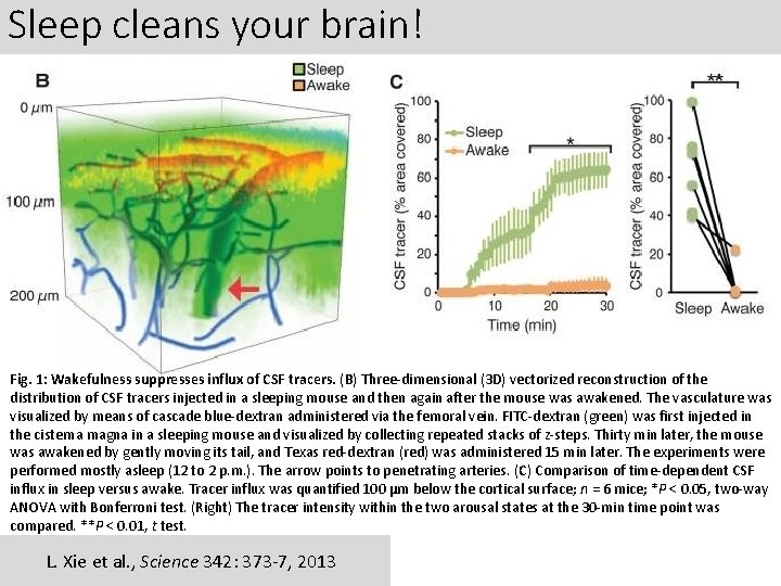 Sleep cleans your brain! Fig. 1: Wakefulness suppresses influx of CSF tracers. (B) Three-dimensional